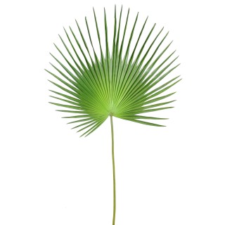 Künstlicher Fächer-Palmenzweig 150cm Grün