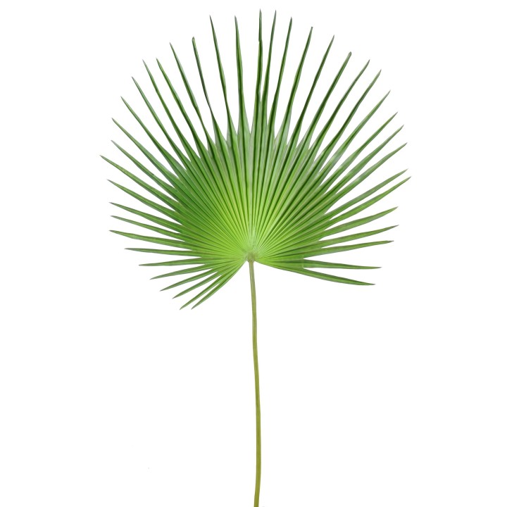 Künstlicher Fächer-Palmenzweig 150cm Grün
