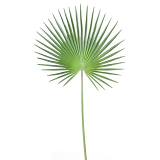 Künstlicher Fächer-Palmzweig 120cm – Grünes Tropenflair