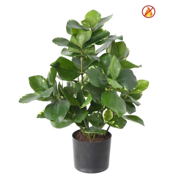 Clusia Kunstpflanze, 45cm - Brandschutz B1/RF2