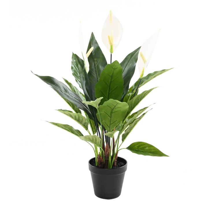 Spathiphyllum Friedenslilie 50cm - Anmutig und unkompliziert
