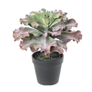 Adromischus Kunstsukkulente, 27 cm hoch, lebendig Grün