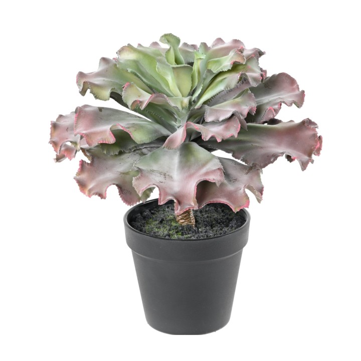 Adromischus Kunstsukkulente, 27 cm hoch, lebendig Grün