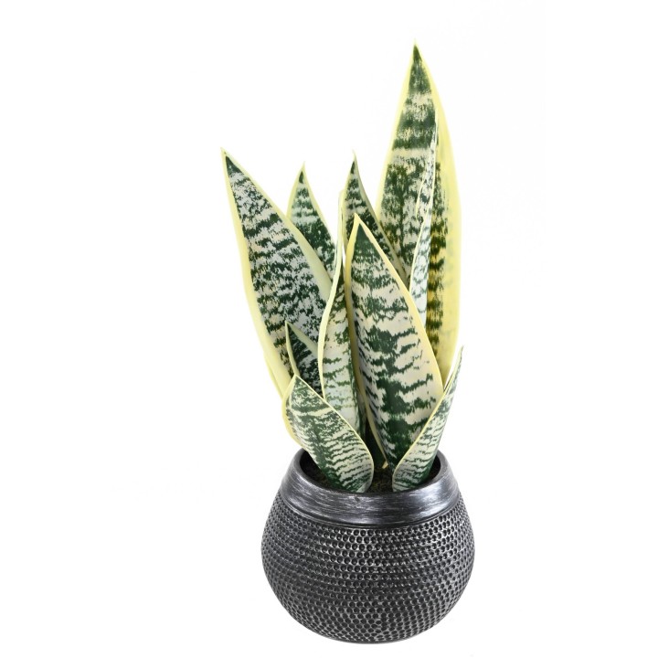 Künstliche Sansevieria 49cm - Pflegeleicht und immergrün