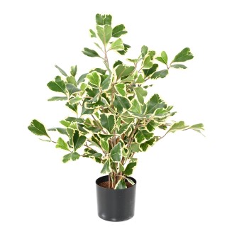Kunst-Ficus Triangularis 50cm, Grün