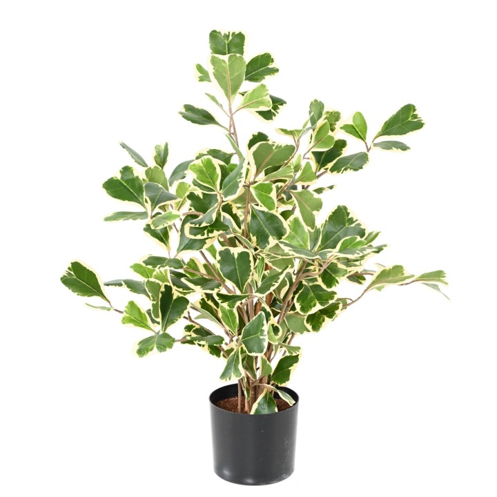 Kunst-Ficus Triangularis 50cm, Grün