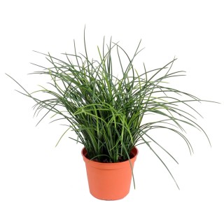 Feines Kunstgras 35cm – Pflegeleicht und Elegant