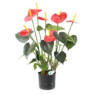 Kunst-Anthurie Rot: Pflegeleichte Eleganz für Innenräume