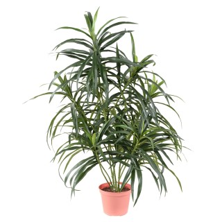 Künstliche Dracaena Anita Pflanze - 75cm Grün