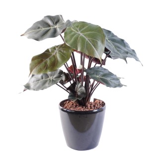 Künstliches Syngonium - Wartungsfreie Zimmerpflanze 55cm