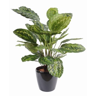 Exquisite Kunst-Calathea 70cm - Realistische Optik, kein Pflegeaufwand