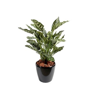 Naturgetreue Kunstpflanze Maranta Calathea Makoyan, 56 cm, Grün