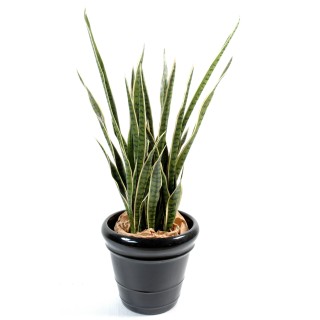 Künstliche Sansevieria Kunstpflanze – 110cm Hoch, Naturgetreu