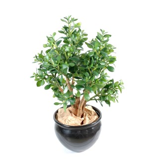 Künstliche Crassula - Lebensechter Geldbaum für Ihr stilvolles Heim