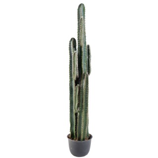 Edler Kunst-Fingerkaktus, 185 cm, Grün