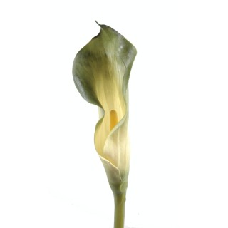 Künstliche Calla-Lilie Grün 90cm