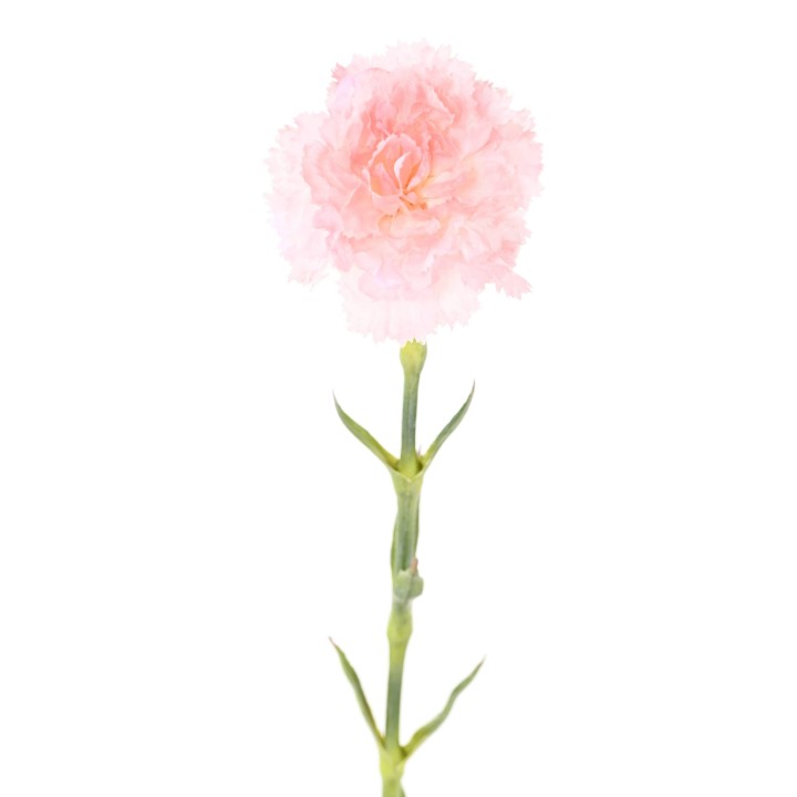 Künstliche Nelke Pink 55cm - Naturgetreue Kunstblume