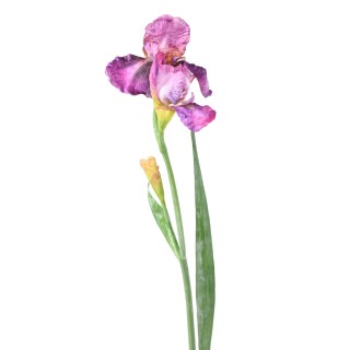 Künstliche Iris Lila – 70 cm Hoch, Pflegeleicht