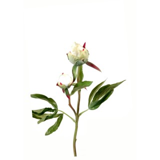 Künstliche Pfingstrose Weiss 40cm Hoch