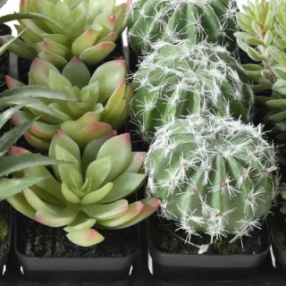 Künstliche Kakteen & Sukkulenten