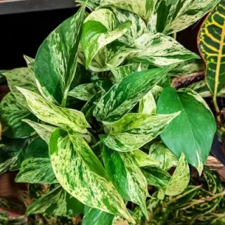 Künstliche Grünpflanzen