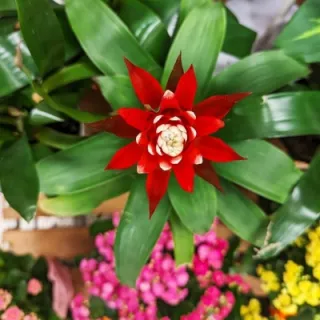 Blühende Kunstpflanzen