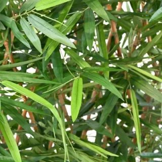 Künstliche Hecken & Sichtschutz