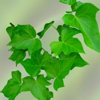 Künstliche Ranken & Girlanden