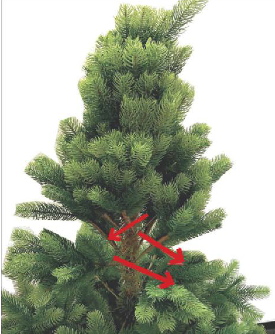 Baumspitze aufstecken